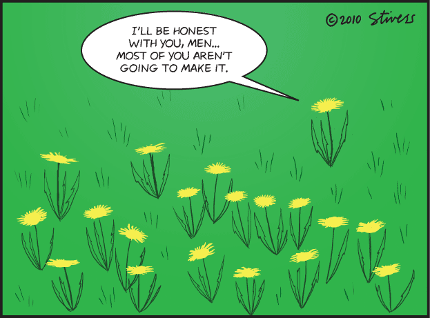 Dandelions